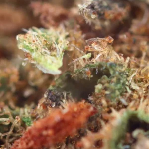 Alternative view of Banana Kush Indoor - Fleur de CBD
