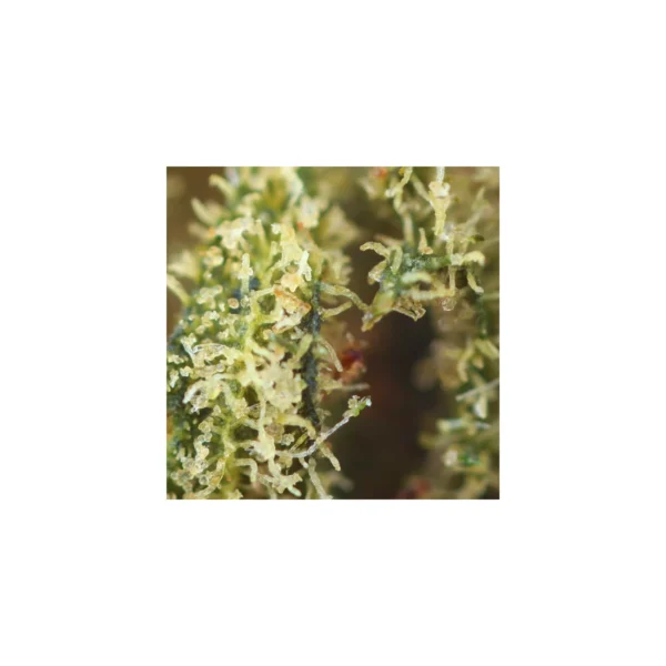 Cheese Greenhouse - Fleur de CBD - Image 2