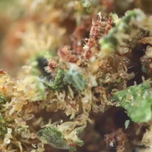 Alternative view of Gorilla Glue Indoor - Fleur de CBD