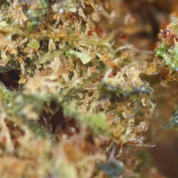 Lemon Amnesia - Fleur de CBD - Easy Weed - Image 3